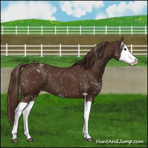 Horse Color:Liver Chestnut Sabino Splash Appaloosa 
