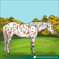 Horse Color:Bay Appaloosa 