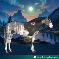 Horse Color:Liver Chestnut Sabino Rabicano  and Brown Sabino Rabicano 