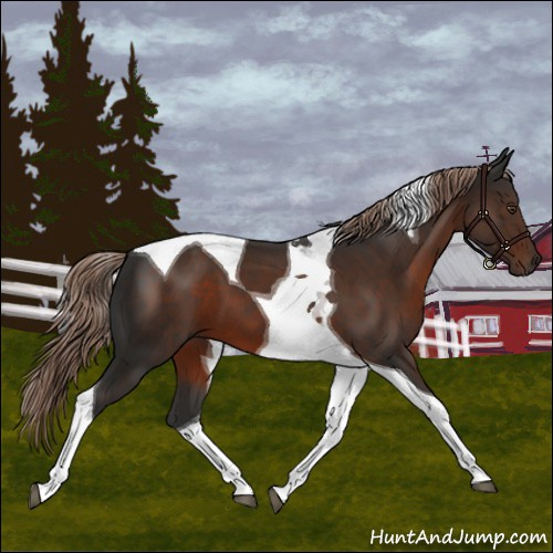 Horse Color:Liver Chestnut Tobiano