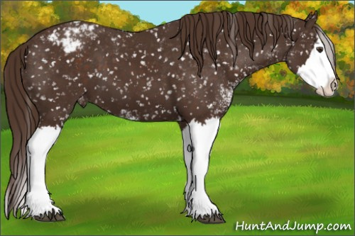 Horse Color:Liver Chestnut Sabino Splash Appaloosa 