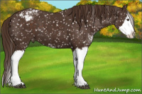 Horse Color:Liver Chestnut Sabino Splash Appaloosa 