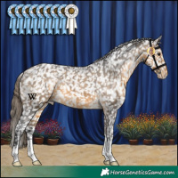 Horse Color:Buckskin Appaloosa 
