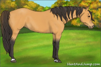 Horse Color:Buckskin 