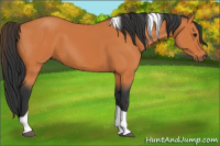 Horse Color:Bay Tobiano 