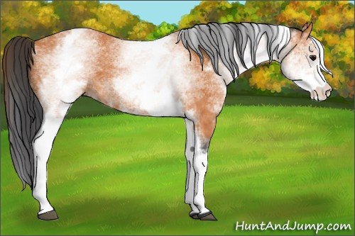Horse Color:White Spotted Bay 