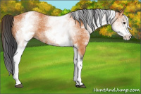Horse Color:White Spotted Bay 