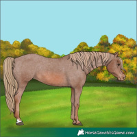 Horse Color:Chestnut Varnish 