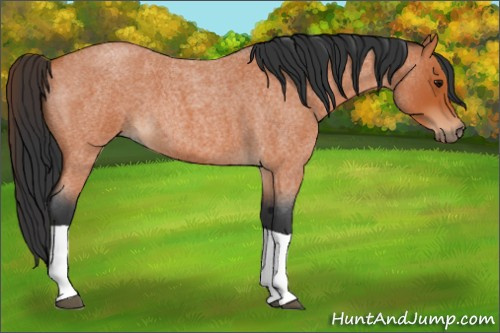 Horse Color:Bay Roan Tobiano 