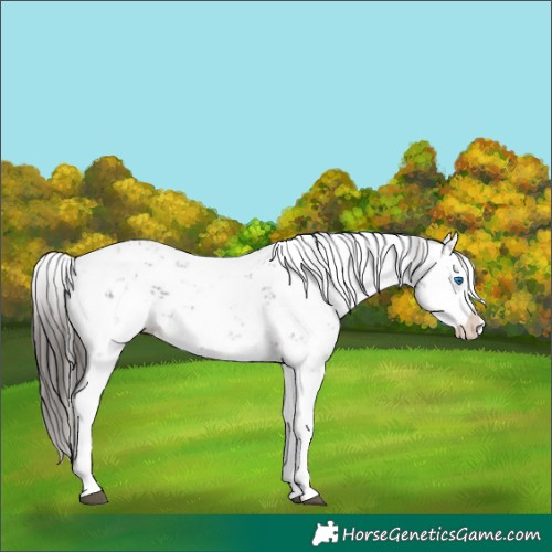 Horse Color:Liver Chestnut Sabino Splash Snowflake Varnish