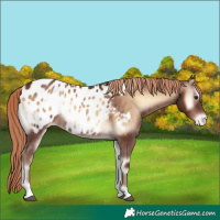 Horse Color:Red Onyx Near Leopard 