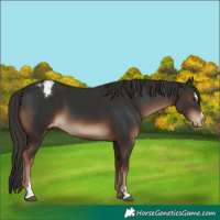 Horse Color:Liver Chestnut Sabino Appaloosa 