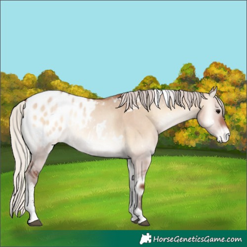 Horse Color:White Spotted Silver Bay Onyx Tobiano Blanket