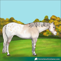 Horse Color:White Spotted Silver Bay Onyx Tobiano Appaloosa 
