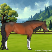 Horse Color:Bay 