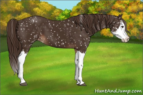 Horse Color:Liver Chestnut Sabino Splash Appaloosa