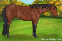 Horse Color:Bay Sabino Rabicano  and Brown Sabino Rabicano 