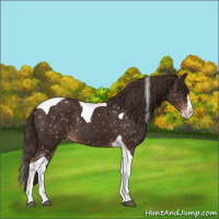 Horse Color:Liver Chestnut Sabino Splash Tobiano Snowflake Varnish