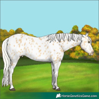 Horse Color:Silver Buckskin Dun Near Leopard 