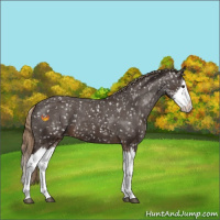 Horse Color:Liver Chestnut Sabino Splash Appaloosa 