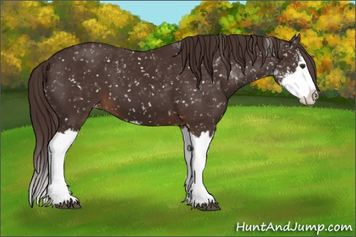 Horse Color:Liver Chestnut Sabino Splash Snowflake Varnish