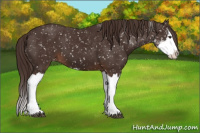 Horse Color:Liver Chestnut Sabino Splash Snowflake Varnish