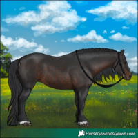 Horse Color:Brown 