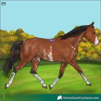 Horse Color:Bay Sabino Rabicano and Bay Sabino Rabicano