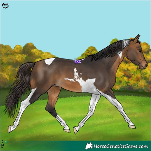 Horse Color:Buckskin Tobiano 