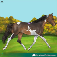 Horse Color:Buckskin Tobiano
