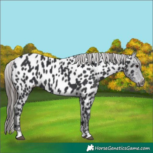 Horse Color:Black Appaloosa 