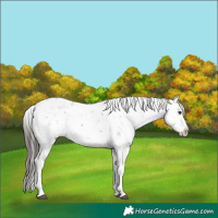 Horse Color:Liver Chestnut Sabino Splash Snowflake Varnish