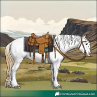 Horse Color:Buckskin Appaloosa 