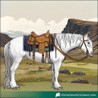 Horse Color:White Spotted Black Splash Frame Appaloosa Rabicano 