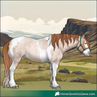 Horse Color:Gold Champagne Roan Splash Tobiano Rabicano 