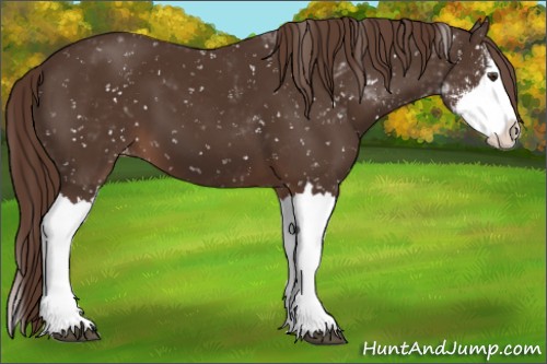 Horse Color:Liver Chestnut Sabino Splash Appaloosa
