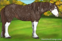Horse Color:Liver Chestnut Sabino Splash Snowflake Varnish
