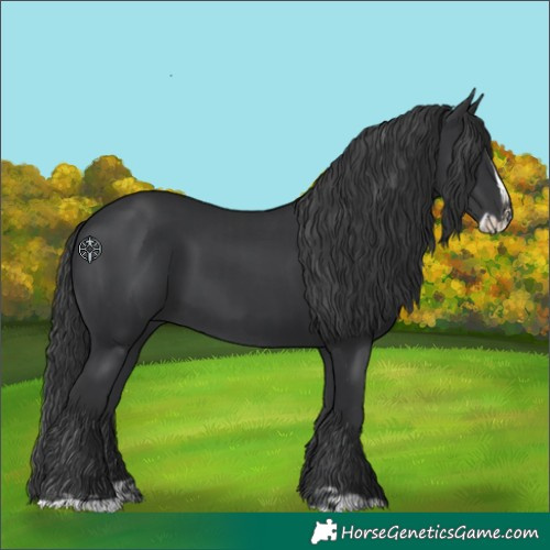 Horse Color:Black  and Black Splash 