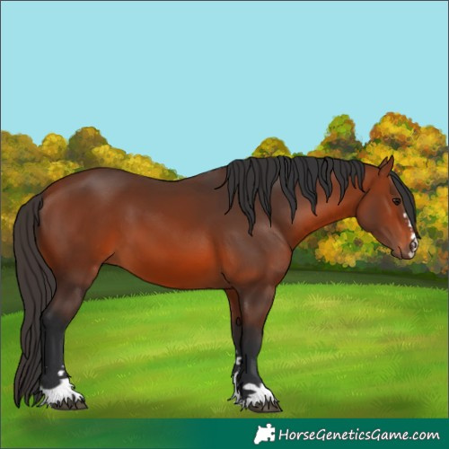 Horse Color:Bay 