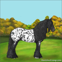 Horse Color:Black Near Leopard 