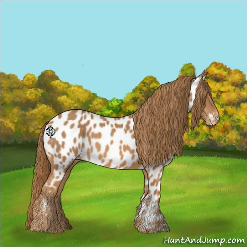 Horse Color:Chestnut Appaloosa 