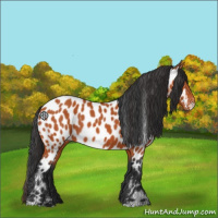 Horse Color:Bay Appaloosa 
