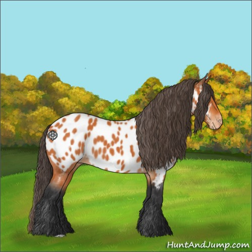 Horse Color:Bay Appaloosa