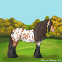 Horse Color:Bay Appaloosa 