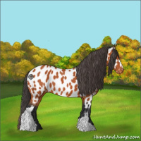 Horse Color:Bay Appaloosa 
