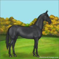 Horse Color:Black 