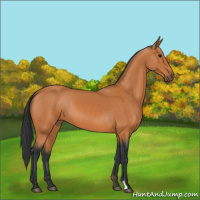 Horse Color:Bay 