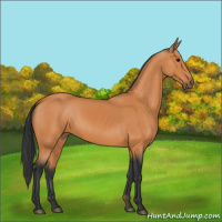 Horse Color:Bay 