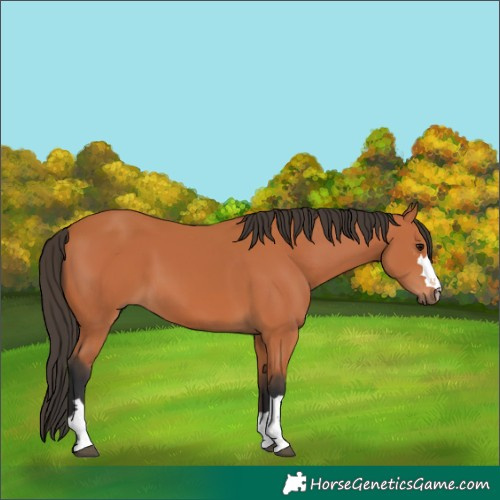Horse Color:Bay 