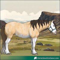 Horse Color:Buckskin Roan Splash 